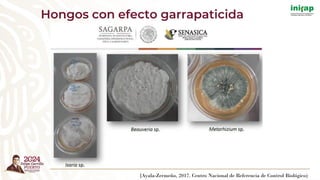 (Ayala-Zermeño, 2017. Centro Nacional de Referencia de Control Biológico)
Hongos con efecto garrapaticida
 