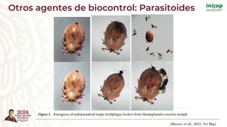 Otros agentes de biocontrol: Parasitoides
(Buczec et al., 2021. Sci Rep)
 