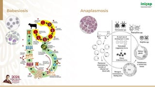 Babesiosis Anaplasmosis
 