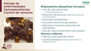 Rhipicephalus (Boophilus) microplus
• Uso de garrapaticidas
• Perfil de resistencia
• Rotación de potreros (identificar potreros
más afectados)
• Animales recolectores
• Vacunas contra las garrapatas
• Mantener números reducidos de
garrapatas
• Uso de razas resistentes a garrapatas
Moscas y tábanos
• Manejo adecuado de heces
• Control biológico (interrupción del ciclo
biológico; aves)
Manejo de
enfermedades
hemoparasitarias:
Control de vectores
 
