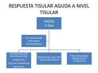 RESPUESTA TISULAR AGUDA A NIVEL
TISULAR
INICIO
3 días
NEUTROFILOS SON
SUSTITUIDOS POR
MONOCITOS
CELULAS PLASMÁTICAS
LINFOCITOS
INVASION DEL AREA POR
VASOS SANGUINEOS
PROLIFERACIONDE
FIBROBLASTOSY
T.CONECTIVO
En ausencia de
infecciono
traumatismos
 