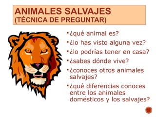 ANIMALES SALVAJES
(TÉCNICA DE PREGUNTAR)
¿qué animal es?
¿lo has visto alguna vez?
¿lo podrías tener en casa?
¿sabes dónde vive?
¿conoces otros animales
salvajes?
¿qué diferencias conoces
entre los animales
domésticos y los salvajes?
12
 