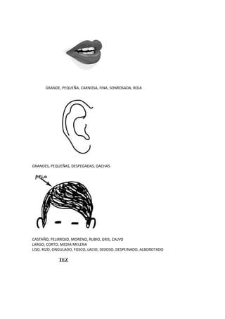 GRANDE, PEQUEÑA, CARNOSA, FINA, SONROSADA, ROJA




GRANDES, PEQUEÑAS, DESPEGADAS, GACHAS




CASTAÑO, PELIRROJO, MORENO, RUBIO, GRIS, CALVO
LARGO, CORTO, MEDIA MELENA
LISO, RIZO, ONDULADO, FOSCO, LACIO, SEDOSO, DESPEINADO, ALBOROTADO

             TEZ
 