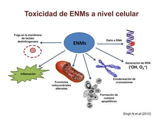 Toxicidad de ENMs a nivel celular

Fuga en la membrana
     de lactato
  deshidrogenasa                                  Daño a DNA
                                       ENMs


                                                                Generación de ROS
                                                                  (•OH, O2-•)
    Inflamación
                                                      Condensación de
                        Funciones                       cromosomas
                      mitocondriales
                         alteradas

                                              Formación de
                                                 cuerpos
                                               apoptóticos



                                                               Singh N et al (2010)
 