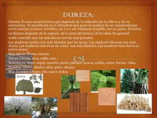 Dureza: Es una característica que depende de la cohesión de las fibras y de su
estructura. Se manifiesta en la dificultad que pone la madera de ser penetrada por
otros cuerpos (clavos, tornillos, etc.) o a ser trabajada (cepillo, sierra, gubia, formón).
La dureza depende de la especie, de la zona del tronco, de la edad. En general
suele coincidir que las más duras son las mas pesadas.
Las maderas verdes son más blandas que las secas. Las maderas fibrosas son más
duras. Las maderas más ricas en vasos son más blandas. Las maderas mas duras se
pulen mejor.
Muy duras: Ébano, encina.
Duras: Cerezo, arce, roble, tejo.
Semiduras: Haya, nogal, castaño, peral, plátano, acacia, caoba, cedro, fresno, teka.
Blandas: Abeto, abedul, aliso, pino, okume.
Muy blandas: Chopo, tilo, sauce, balsa.
 
