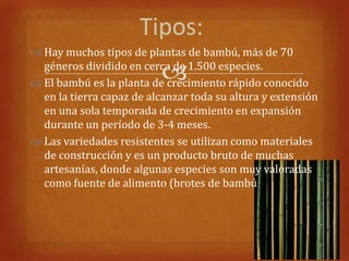 Tipos:
 Hay muchos tipos de plantas de bambú, más de 70

                          
  géneros dividido en cerca de 1.500 especies.
 El bambú es la planta de crecimiento rápido conocido
  en la tierra capaz de alcanzar toda su altura y extensión
  en una sola temporada de crecimiento en expansión
  durante un período de 3-4 meses.
 Las variedades resistentes se utilizan como materiales
  de construcción y es un producto bruto de muchas
  artesanías, donde algunas especies son muy valoradas
  como fuente de alimento (brotes de bambú
 