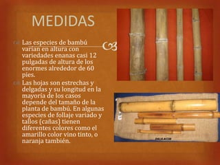 MEDIDAS
 Las especies de bambú
  varían en altura con
  variedades enanas casi 12
                              
  pulgadas de altura de los
  enormes alrededor de 60
  pies.
 Las hojas son estrechas y
  delgadas y su longitud en la
  mayoría de los casos
  depende del tamaño de la
  planta de bambú. En algunas
  especies de follaje variado y
  tallos (cañas) tienen
  diferentes colores como el
  amarillo color vino tinto, o
  naranja también.
 