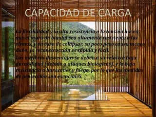 CAPACIDAD DE CARGA
 La flexibilidad y la alta resistencia a la tensión hacen
  que el muro de bambú sea altamente resistente a los
  sismos, y en caso de colapsar, su poco peso causa menos
  daño; la reconstrucción es rápida y fácil.
 Las mayores desventajas se deben a su relativa baja
  durabilidad (debido a ataques biológicos), y la baja
  resistencia a huracanes y fuego, por lo que las medidas
  de protección son esencialeS.
 