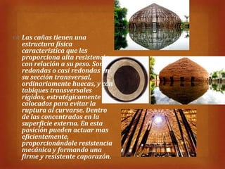  Las cañas tienen una
  estructura física
  característica que les
  proporciona alta resistencia
  con relación a su peso. Son
  redondas o casi redondas en
  su sección transversal,
  ordinariamente huecas, y con
  tabiques transversales
  rígidos, estratégicamente
  colocados para evitar la
  ruptura al curvarse. Dentro
  de las concentrados en la
  superficie externa. En esta
  posición pueden actuar mas
  eficientemente,
  proporcionándole resistencia
  mecánica y formando una
  firme y resistente caparazón.
 