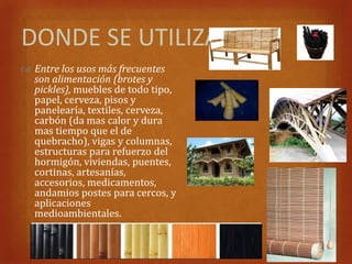 DONDE SE UTILIZA?
 Entre los usos más frecuentes
  son alimentación (brotes y
  pickles), muebles de todo tipo,
  papel, cerveza, pisos y
  panelearía, textiles, cerveza,
  carbón (da mas calor y dura
  mas tiempo que el de
  quebracho), vigas y columnas,
  estructuras para refuerzo del
  hormigón, viviendas, puentes,
  cortinas, artesanías,
  accesorios, medicamentos,
  andamios postes para cercos, y
  aplicaciones
  medioambientales.
 