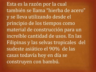Esta es la razón por la cual
también se llama “hierba de acero”
y se lleva utilizando desde el
principio de los tiempos como
material de construcción para un
increíble cantidad de usos. En las
Filipinas y las selvas tropicales del
sudeste asiático el 90% de las
casas todavía hoy en día se
construyen con bambú.
 