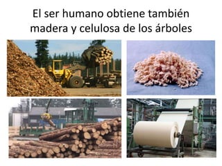 El ser humano obtiene también
madera y celulosa de los árboles