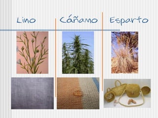 Lino   Cáñamo   Esparto
 