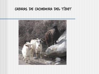 Cabras de cachemira del Tíbet
 