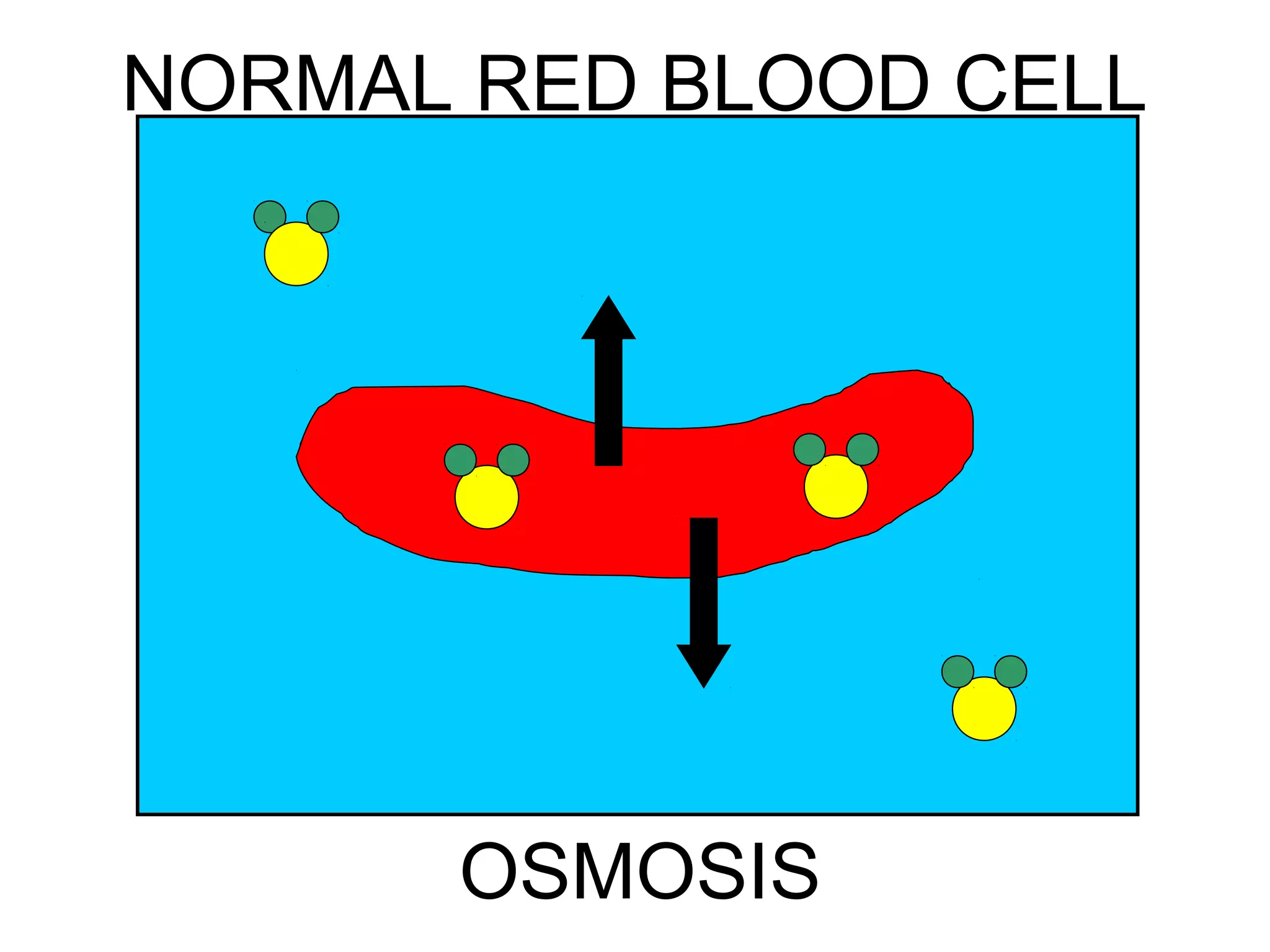 NORMAL RED BLOOD CELL
OSMOSIS
 