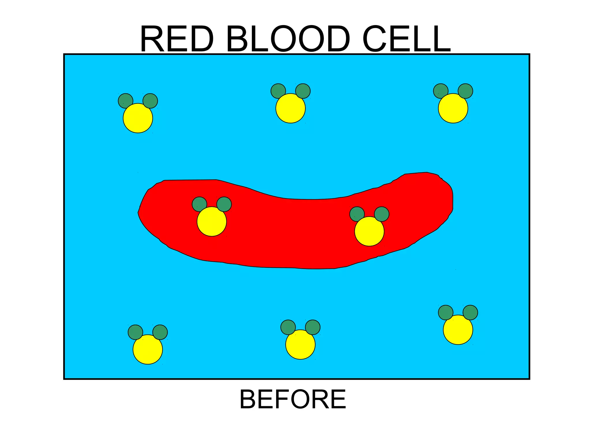 BEFORE
RED BLOOD CELL
 