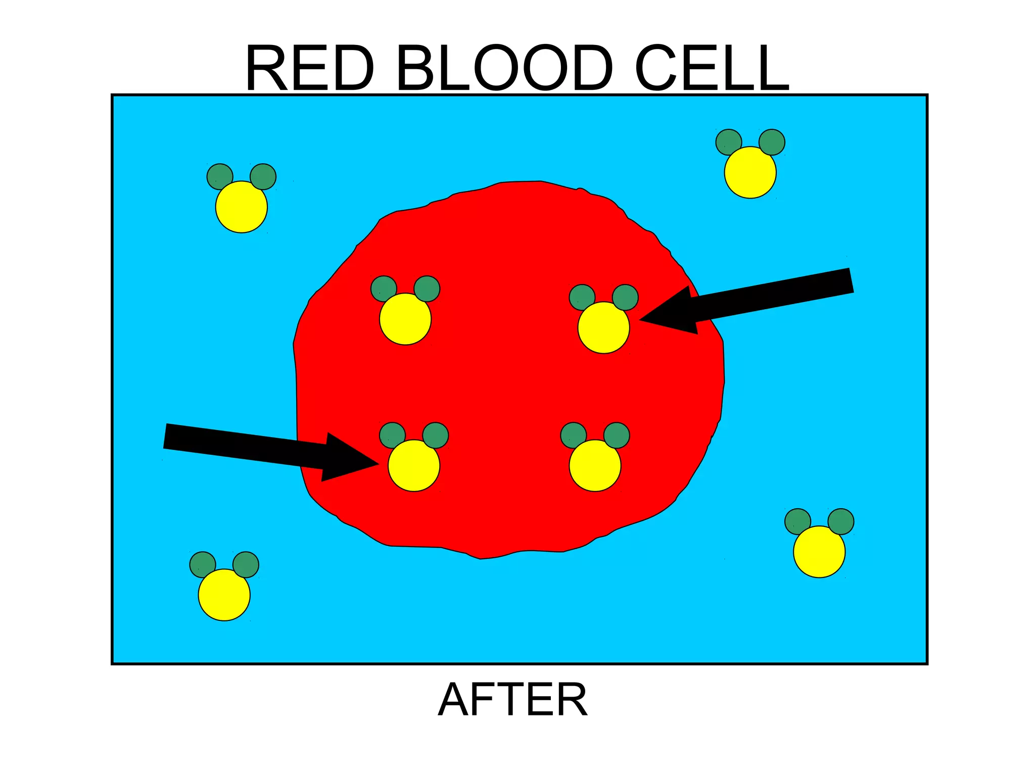 RED BLOOD CELL
AFTER
 