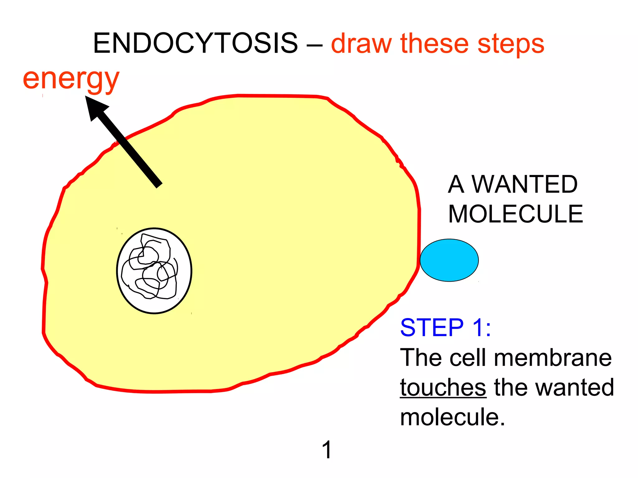 ENDOCYTOSIS – draw these steps
A WANTED
MOLECULE
1
STEP 1:
The cell membrane
touches the wanted
molecule.
energyenergy
 