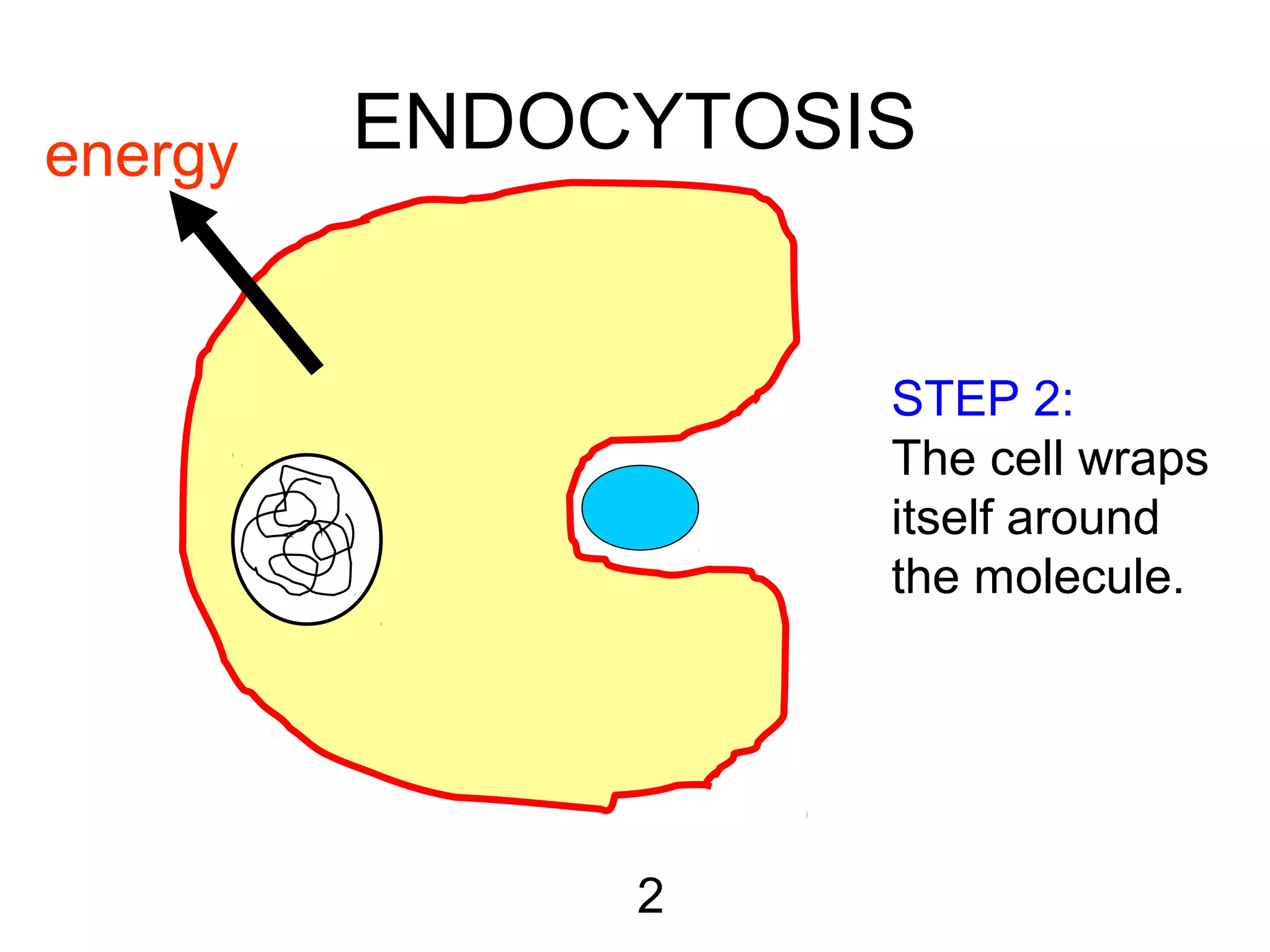 ENDOCYTOSIS
2
STEP 2:
The cell wraps
itself around
the molecule.
energyenergy
 
