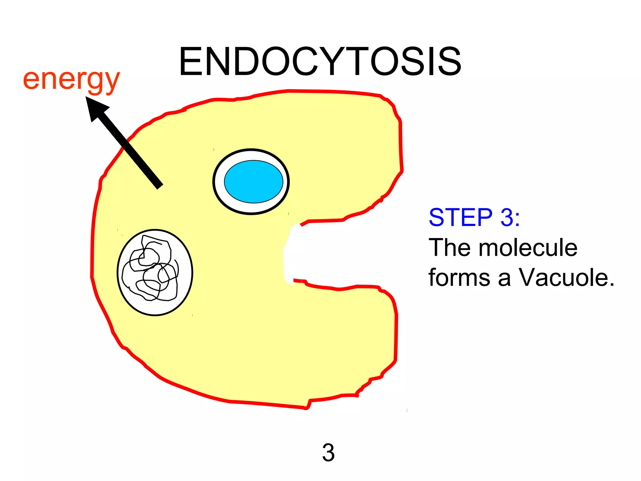 ENDOCYTOSIS
3
STEP 3:
The molecule
forms a Vacuole.
energy
 
