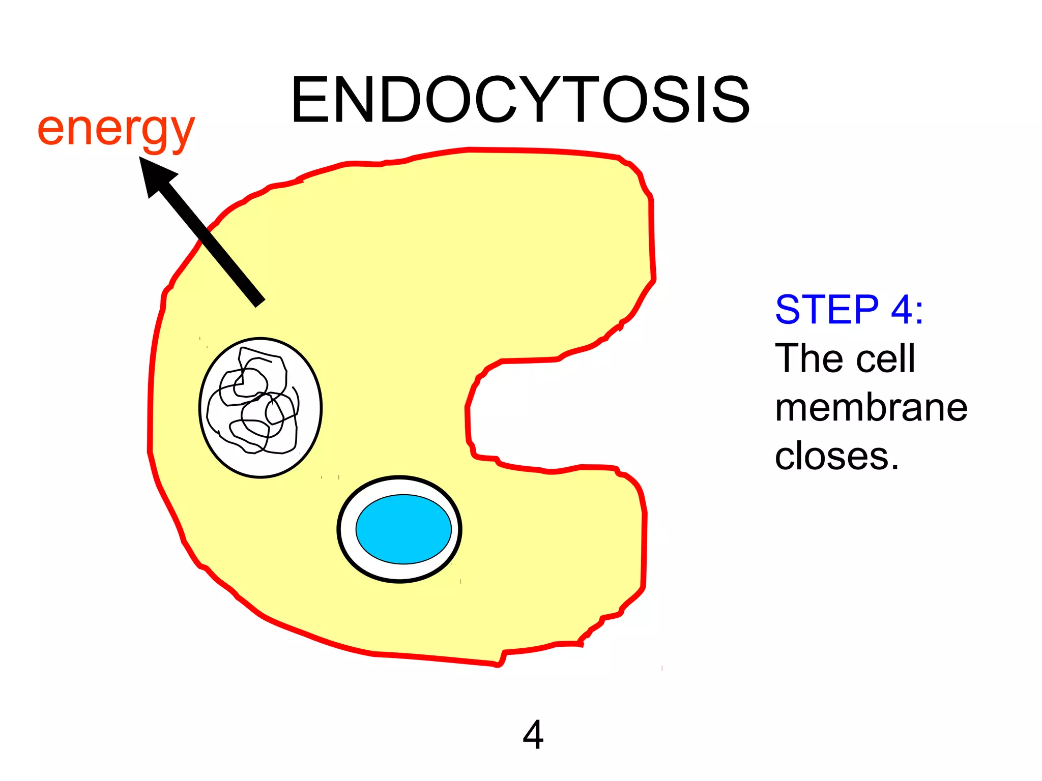 ENDOCYTOSIS
4
STEP 4:
The cell
membrane
closes.
energy
 