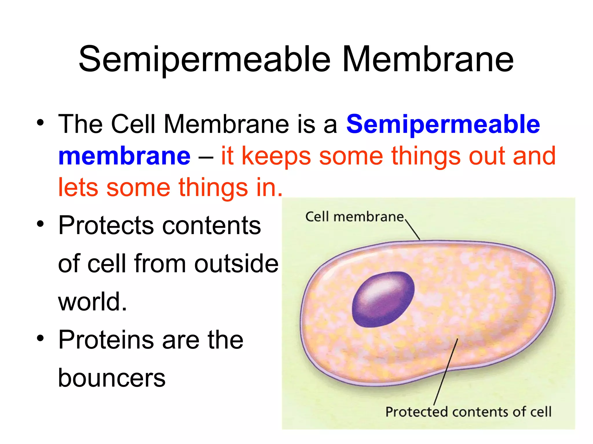 Semipermeable Membrane
• The Cell Membrane is a Semipermeable
membrane – it keeps some things out and
lets some things in.
• Protects contents
of cell from outside
world.
• Proteins are the
bouncers
 