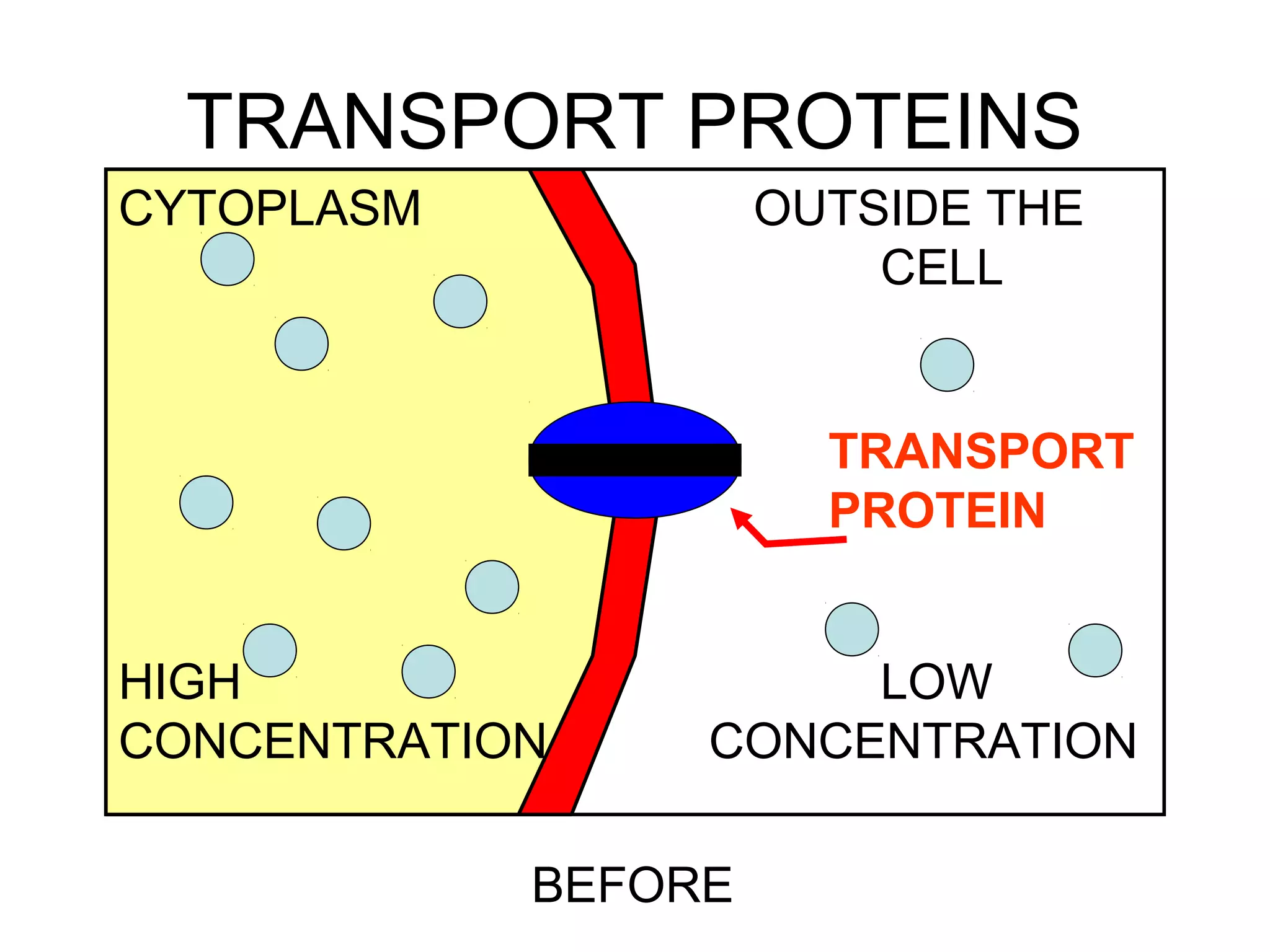 TRANSPORT PROTEINS
BEFORE
CYTOPLASM OUTSIDE THE
CELL
HIGH LOW
CONCENTRATION CONCENTRATION
TRANSPORT
PROTEIN
 