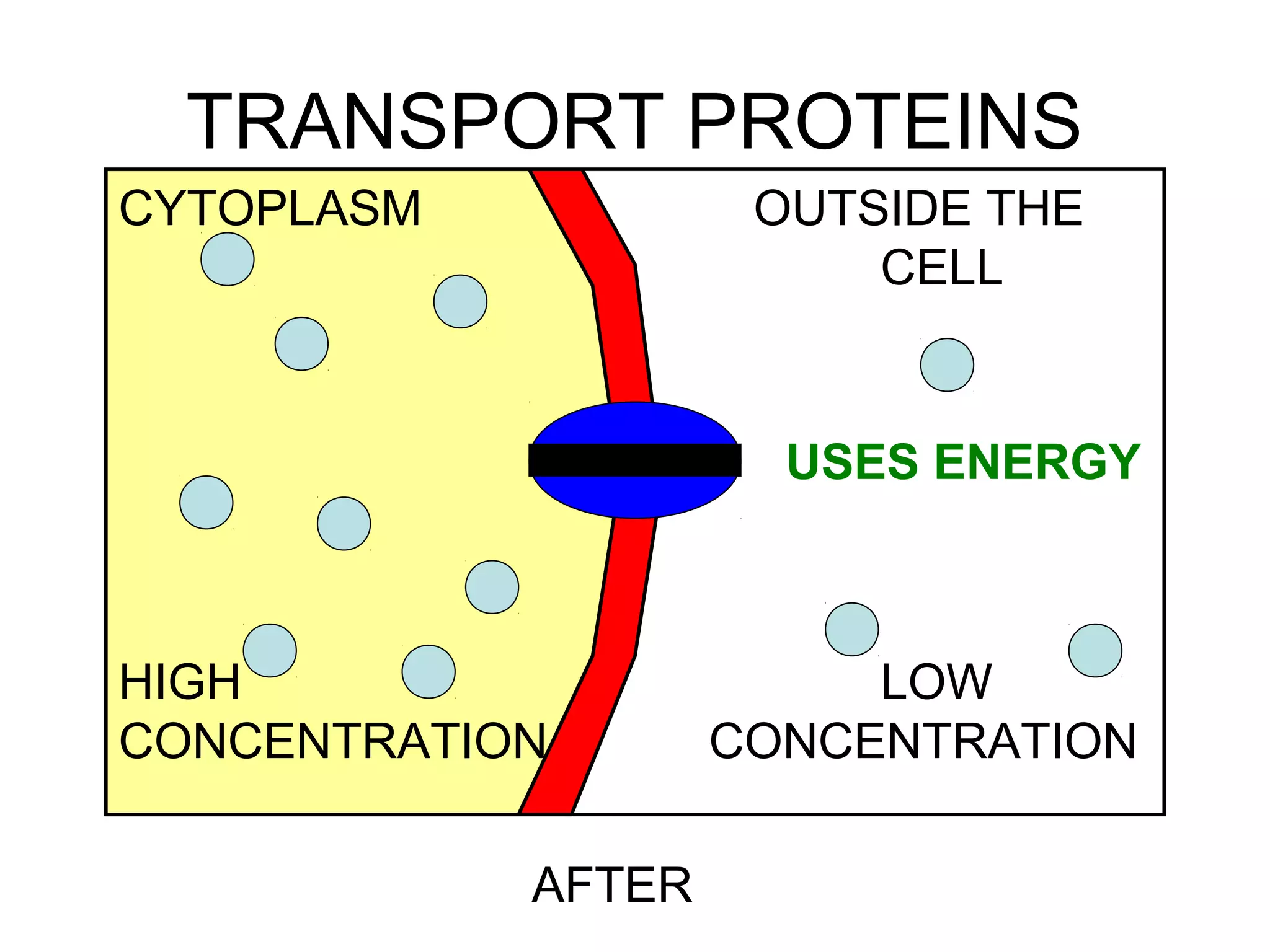 TRANSPORT PROTEINS
AFTER
USES ENERGY
CYTOPLASM OUTSIDE THE
CELL
HIGH LOW
CONCENTRATION CONCENTRATION
 