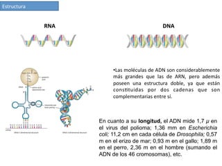 Estructura	
  
• Las	
  moléculas	
  de	
  ADN	
  son	
  considerablemente	
  
más	
   grandes	
   que	
   las	
   de	
   ARN,	
   pero	
   además	
  
poseen	
   una	
   estructura	
   doble,	
   ya	
   que	
   están	
  
cons4tuidas	
   por	
   dos	
   cadenas	
   que	
   son	
  
complementarias	
  entre	
  sí.	
  	
  
En cuanto a su longitud, el ADN mide 1,7 µ en
el virus del polioma; 1,36 mm en Escherichia
coli; 11,2 cm en cada célula de Drosophila; 0,57
m en el erizo de mar; 0,93 m en el gallo; 1,89 m
en el perro, 2,36 m en el hombre (sumando el
ADN de los 46 cromosomas), etc.
RNA	
  	
  	
  	
  	
  	
  	
  	
  	
  	
  	
  	
  	
  	
  	
  	
  	
  	
  	
  	
  	
  	
  	
  	
  	
  	
  	
  	
  	
  	
  	
  	
  	
  	
  	
  	
  	
  	
  	
  	
  	
  	
  	
  	
  	
  	
  	
  	
  	
  	
  	
  	
  	
  	
  	
  	
  	
  	
  	
  	
  	
  	
  	
  	
  	
  	
  	
  	
  	
  	
  	
  	
  	
  	
  	
  	
  	
  DNA	
  
 