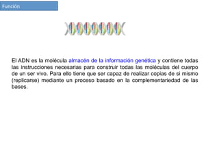 Función	
  
El ADN es la molécula almacén de la información genética y contiene todas
las instrucciones necesarias para construir todas las moléculas del cuerpo
de un ser vivo. Para ello tiene que ser capaz de realizar copias de si mismo
(replicarse) mediante un proceso basado en la complementariedad de las
bases.
 