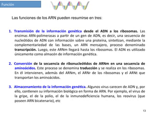 Las funciones de los ARN pueden resumirse en tres:
1.  Transmisión	
   de	
   la	
   información	
   gené7ca	
   desde	
   el	
   ADN	
   a	
   los	
   ribosomas.	
   Las	
  
enzimas	
  ARN-­‐polimerasas	
  a	
  par4r	
  de	
  un	
  gen	
  de	
  ADN,	
  es	
  decir,	
  una	
  secuencia	
  de	
  
nucleó4dos	
  de	
  ADN	
  con	
  información	
  sobre	
  una	
  proteína,	
  sinte4zan,	
  mediante	
  la	
  
complementariedad	
   de	
   las	
   bases,	
   un	
   ARN	
   mensajero,	
   proceso	
   denominado	
  
transcripción.	
  Luego,	
  este	
  ARNm	
  llegará	
  hasta	
  los	
  ribosomas.	
  El	
  ADN	
  es	
  u4lizado	
  
únicamente	
  como	
  almacén	
  de	
  información	
  gené4ca.	
  
2.  Conversión	
   de	
   la	
   secuencia	
   de	
   ribonucleó7dos	
   de	
   ARNm	
   en	
   una	
   secuencia	
   de	
  
aminoácidos.	
  Este	
  proceso	
  se	
  denomina	
  traducción	
  y	
  se	
  realiza	
  en	
  los	
  ribosomas.	
  
En	
   él	
   intervienen,	
   además	
   del	
   ARNm,	
   el	
   ARNr	
   de	
   los	
   ribosomas	
   y	
   el	
   ARNt	
   que	
  
transportan	
  los	
  aminoácidos.	
  
3.  Almacenamiento	
  de	
  la	
  información	
  gené7ca.	
  Algunos	
  virus	
  carecen	
  de	
  ADN	
  y,	
  por	
  
ello,	
  con4enen	
  su	
  información	
  biológica	
  en	
  forma	
  de	
  ARN.	
  Por	
  ejemplo,	
  el	
  virus	
  de	
  
la	
   gripe,	
   el	
   de	
   la	
   polio,	
   el	
   de	
   la	
   inmunodeﬁciencia	
   humana,	
   los	
   reovirus	
   (que	
  
poseen	
  ARN	
  bicatenario),	
  etc	
  
13
Función	
  
 