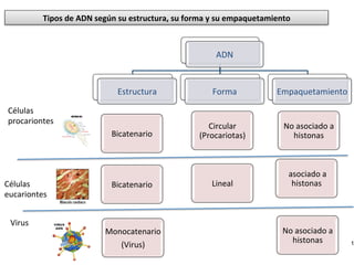 1
Tipos	
  de	
  ADN	
  según	
  su	
  estructura,	
  su	
  forma	
  y	
  su	
  empaquetamiento	
  
ADN	
  
Estructura	
   Forma	
   Empaquetamiento	
  
Células	
  	
  
procariontes	
  
Células	
  	
  
eucariontes	
  
Virus	
  
Monocatenario	
  
(Virus)	
  
Bicatenario	
  
Bicatenario	
   Lineal	
  
Circular	
  
(Procariotas)	
  
No	
  asociado	
  a	
  
histonas	
  
No	
  asociado	
  a	
  
histonas	
  
	
  asociado	
  a	
  
histonas	
  
 