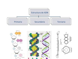 Estructura	
  de	
  ADN	
  
Primaria	
   Secundaria	
   Terciaria	
  
 