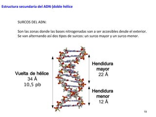 Eduardo Gómez 19
SURCOS	
  DEL	
  ADN:	
  
	
  
Son	
  las	
  zonas	
  donde	
  las	
  bases	
  nitrogenadas	
  van	
  a	
  ser	
  accesibles	
  desde	
  el	
  exterior.	
  
Se	
  van	
  alternando	
  así	
  dos	
  4pos	
  de	
  surcos:	
  un	
  surco	
  mayor	
  y	
  un	
  surco	
  menor.	
  
Estructura	
  secundaria	
  del	
  ADN	
  (doble	
  hélice	
  
 
