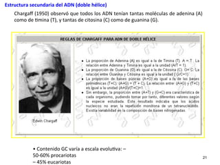 Chargaﬀ	
  (1950)	
  observó	
  que	
  todos	
  los	
  ADN	
  tenían	
  tantas	
  moléculas	
  de	
  adenina	
  (A)	
  
como	
  de	
  4mina	
  (T),	
  y	
  tantas	
  de	
  citosina	
  (C)	
  como	
  de	
  guanina	
  (G).	
  	
  
21
Estructura	
  secundaria	
  del	
  ADN	
  (doble	
  hélice)	
  
•	
  Contenido	
  GC	
  varía	
  a	
  escala	
  evolu4va:	
  –	
  
50-­‐60%	
  procariotas	
  
–	
  45%	
  eucariotas	
  
 