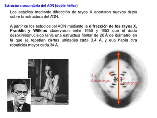 Los estudios mediante difracción de rayos X aportaron nuevos datos
sobre la estructura del ADN.
A partir de los estudios del ADN mediante la difracción de los rayos X,
Franklin y Wilkins observaron entre 1950 y 1953 que el ácido
desoxirribonucleico tenía una estructura fibrilar de 20 Å de diámetro, en
la que se repetían ciertas unidades cada 3,4 Å, y que había otra
repetición mayor cada 34 Å.
20
Amstrongs
3,4
Amstrongs
Estructura	
  secundaria	
  del	
  ADN	
  (doble	
  hélice)	
  
 