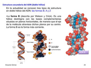 En la actualidad se conocen tres tipos de estructura
en doble hélice del ADN: las formas B, A y Z
• La forma B (descrita por Watson y Crick). Es una
hélice dextrógira con las bases complementarias
situadas en planos horizontales, de manera que el eje
de la molécula atraviesa dichos planos por su centro.
La forma B es la forma más corriente.
Eduardo Gómez 24
ADN	
  B	
  
Estructura	
  secundaria	
  del	
  ADN	
  (doble	
  hélice)	
  
 
