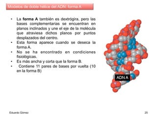 •  La forma A también es dextrógira, pero las
bases complementarias se encuentran en
planos inclinados y une el eje de la molécula
que atraviesa dichos planos por puntos
desplazados del centro.
•  Esta forma aparece cuando se deseca la
forma A.
•  No se ha encontrado en condiciones
fisiológicas.
•  Es más ancha y corta que la forma B.
•  Contiene 11 pares de bases por vuelta (10
en la forma B)
Eduardo Gómez 25
Modelos de doble hélice del ADN: forma A
 