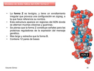 •  La forma Z es levógira, y tiene un enrollamiento
irregular que provoca una configuración en zigzag, a
la que hace referencia su nombre.
•  Esta estructura aparece en regiones del ADN donde
se alternan muchas citosinas y guaninas.
•  Se piensa que la forma Z constituye señales para las
proteínas reguladoras de la expresión del mensaje
genético.
•  Mas larga y estrecha que la forma B.
•  Contiene 12 pares de bases
Eduardo Gómez 26
Modelos de doble hélice del ADN: forma Z
 