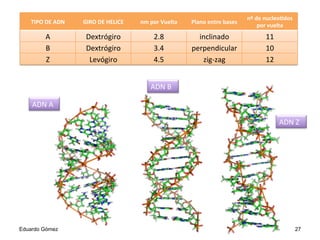TIPO	
  DE	
  ADN	
   GIRO	
  DE	
  HELICE	
   nm	
  por	
  Vuelta	
   Plano	
  entre	
  bases	
  
nº	
  de	
  nucleo7dos	
  
por	
  vuelta	
  
A	
   Dextrógiro	
   2.8	
   inclinado	
   11	
  
B	
   Dextrógiro	
   3.4	
   perpendicular	
   10	
  
Z	
   Levógiro	
   4.5	
   zig-­‐zag	
   12	
  
Eduardo Gómez 27
ADN	
  A	
  
ADN	
  Z	
  
ADN	
  B	
  
 