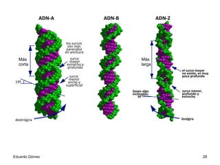 bases	
  algo	
  inclinadas:	
  9º	
  
levógira	
  
surco	
  menor,	
  profundo	
  y	
  estrecho	
  
el	
  surco	
  mayor	
  no	
  existe,	
  es	
  muy	
  poco	
  profundo	
  
ADN-­‐A	
   ADN-­‐B	
   ADN-­‐Z	
  
surco	
  menor	
  ancho	
  y	
  superﬁcial	
  
los	
  surcos	
  son	
  más	
  parecidos	
  en	
  anchura:	
  
surco	
  mayor	
  estrecho	
  y	
  profundo	
  
19º	
  
dextrógira	
  
Más
corta
Más
larga
Eduardo Gómez 28
 