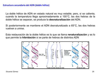 La doble hélice de ADN en estado natural es muy estable; pero, si se calienta,
cuando la temperatura llega aproximadamente a 100°C, las dos hebras de la
doble hélice se separan, se produce la desnaturalización del ADN.
Si posteriormente se mantiene el ADN desnaturalizado a 65°C, las dos hebras
vuelven a unirse.
Esta restauración de la doble hélice es lo que se llama renaturalización y es lo
que permite la hibridación si se parte de hebras de distintos ADN
Eduardo Gómez 29
Estructura	
  secundaria	
  del	
  ADN	
  (doble	
  hélice)	
  
 
