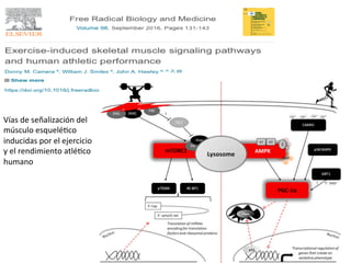Vías	
  de	
  señalización	
  del	
  
músculo	
  esquelé4co	
  
inducidas	
  por	
  el	
  ejercicio	
  
y	
  el	
  rendimiento	
  atlé4co	
  
humano	
  
 