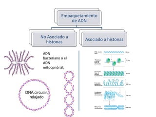 Empaquetamiento	
  	
  
de	
  ADN	
  
No	
  Asociado	
  a	
  
histonas	
  	
  
Asociado	
  a	
  histonas	
  
DNA circular,
relajado
	
  
ADN	
  
bacteriano	
  o	
  el	
  
ADN	
  
mitocondrial,	
  	
  
 
