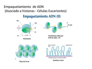 Empaquetamiento	
  	
  de	
  ADN	
  
	
  (Asociado	
  a	
  histonas	
  -­‐	
  Células	
  Eucariontes)	
  
 