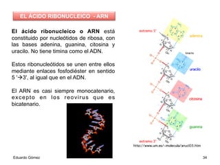 El ácido ribonucleico o ARN está
constituido por nucleótidos de ribosa, con
las bases adenina, guanina, citosina y
uracilo. No tiene timina como el ADN.
Estos ribonucleótidos se unen entre ellos
mediante enlaces fosfodiéster en sentido
5 'à3', al igual que en el ADN.
El ARN es casi siempre monocatenario,
excepto en los reovirus que es
bicatenario.
Eduardo Gómez 34
EL ÁCIDO RIBONUCLEICO - ARN
 