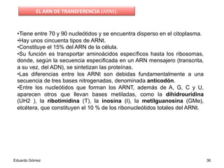 • Tiene entre 70 y 90 nucleótidos y se encuentra disperso en el citoplasma.
• Hay unos cincuenta tipos de ARNt.
• Constituye el 15% del ARN de la célula.
• Su función es transportar aminoácidos específicos hasta los ribosomas,
donde, según la secuencia especificada en un ARN mensajero (transcrita,
a su vez, del ADN), se sintetizan las proteínas.
• Las diferencias entre los ARNt son debidas fundamentalmente a una
secuencia de tres bases nitrogenadas, denominada anticodón.
• Entre los nucleótidos que forman los ARNT, además de A, G, C y U,
aparecen otros que llevan bases metiladas, como la dihidrouridina
(UH2 ), la ribotimidina (T), la inosina (I), la metilguanosina (GMe),
etcétera, que constituyen el 10 % de los ribonucleótidos totales del ARNt.
Eduardo Gómez 36
EL	
  ARN	
  DE	
  TRANSFERENCIA	
  (ARNt).	
  
 