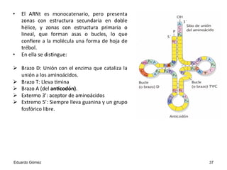 •  El	
   ARNt	
   es	
   monocatenario,	
   pero	
   presenta	
  
zonas	
   con	
   estructura	
   secundaria	
   en	
   doble	
  
hélice,	
   y	
   zonas	
   con	
   estructura	
   primaria	
   o	
  
lineal,	
   que	
   forman	
   asas	
   o	
   bucles,	
   lo	
   que	
  
conﬁere	
  a	
  la	
  molécula	
  una	
  forma	
  de	
  hoja	
  de	
  
trébol.	
  	
  
•  En	
  ella	
  se	
  dis4ngue:	
  	
  
Ø  Brazo	
  D:	
  Unión	
  con	
  el	
  enzima	
  que	
  cataliza	
  la	
  
unión	
  a	
  los	
  aminoácidos.	
  
Ø  Brazo	
  T:	
  Lleva	
  4mina	
  
Ø  Brazo	
  A	
  (del	
  an7codón).	
  
Ø  Extermo	
  3’:	
  aceptor	
  de	
  aminoácidos	
  
Ø  Extremo	
  5’:	
  Siempre	
  lleva	
  guanina	
  y	
  un	
  grupo	
  
fosfórico	
  libre.	
  	
  
Eduardo Gómez 37
 