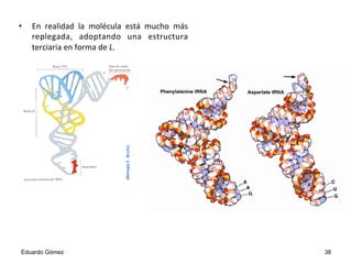 Eduardo Gómez 38
•  En	
   realidad	
   la	
   molécula	
   está	
   mucho	
   más	
  
replegada,	
   adoptando	
   una	
   estructura	
  
terciaria	
  en	
  forma	
  de	
  L.	
  
 
