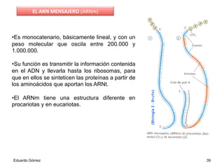 • Es monocatenario, básicamente lineal, y con un
peso molecular que oscila entre 200.000 y
1.000.000.
• Su función es transmitir la información contenida
en el ADN y llevarla hasta los ribosomas, para
que en ellos se sinteticen las proteínas a partir de
los aminoácidos que aportan los ARNt.
• El ARNm tiene una estructura diferente en
procariotas y en eucariotas.
Eduardo Gómez 39
EL	
  ARN	
  MENSAJERO	
  (ARNm)	
  	
  
 